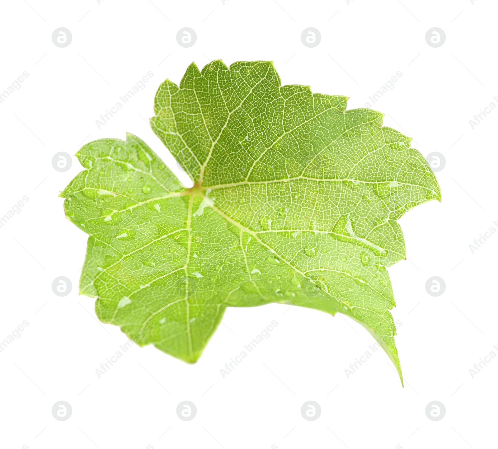 Photo of Fresh green grape leaf on white background