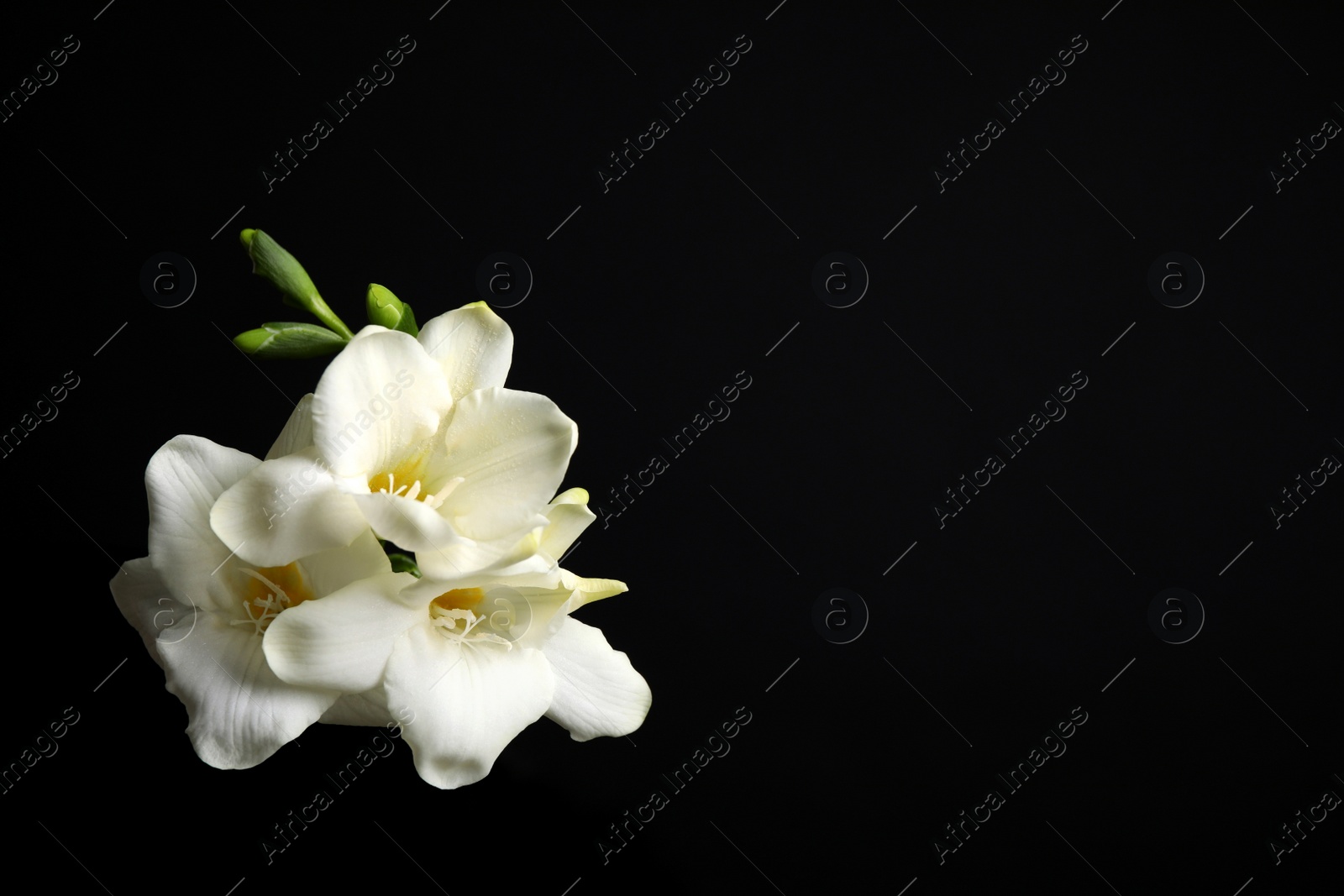 Photo of Beautiful white freesia flowers on black background. Space for text