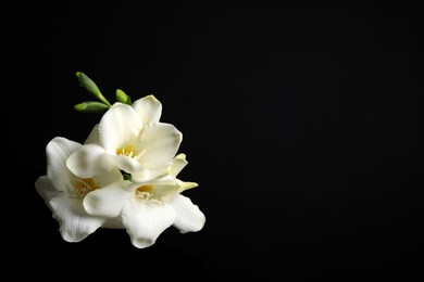 Beautiful white freesia flowers on black background. Space for text