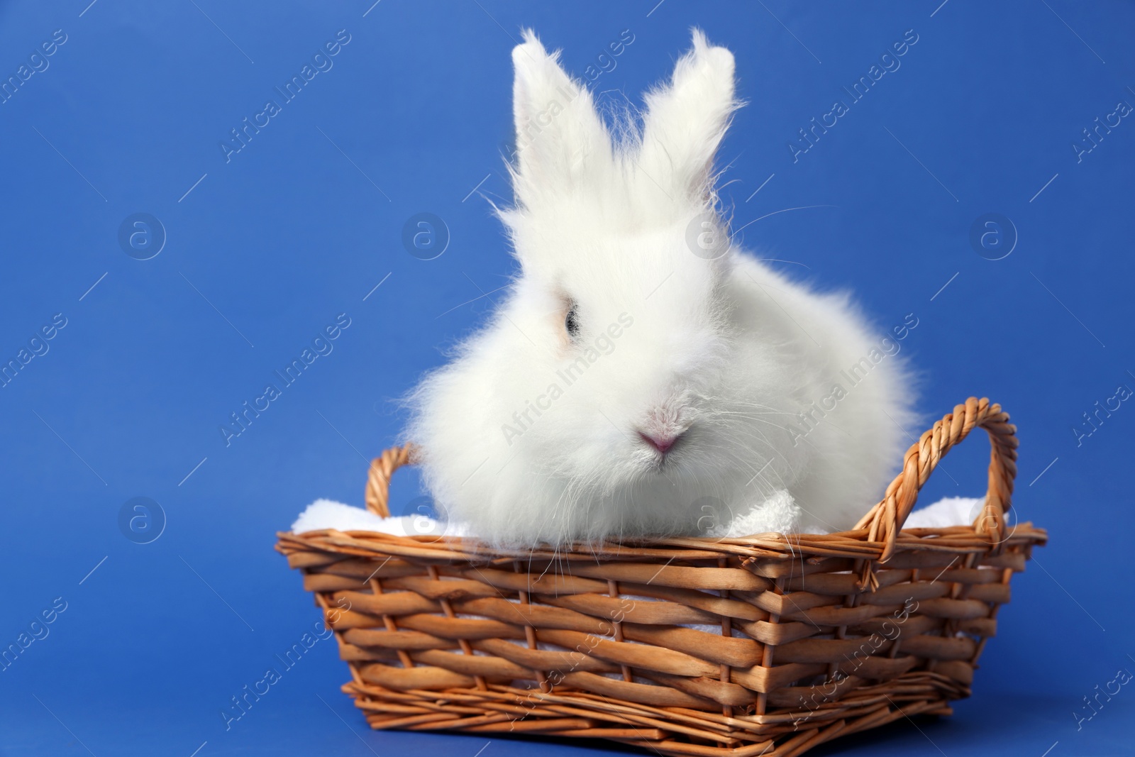 Photo of Fluffy white rabbit in wicker basket on blue background. Cute pet