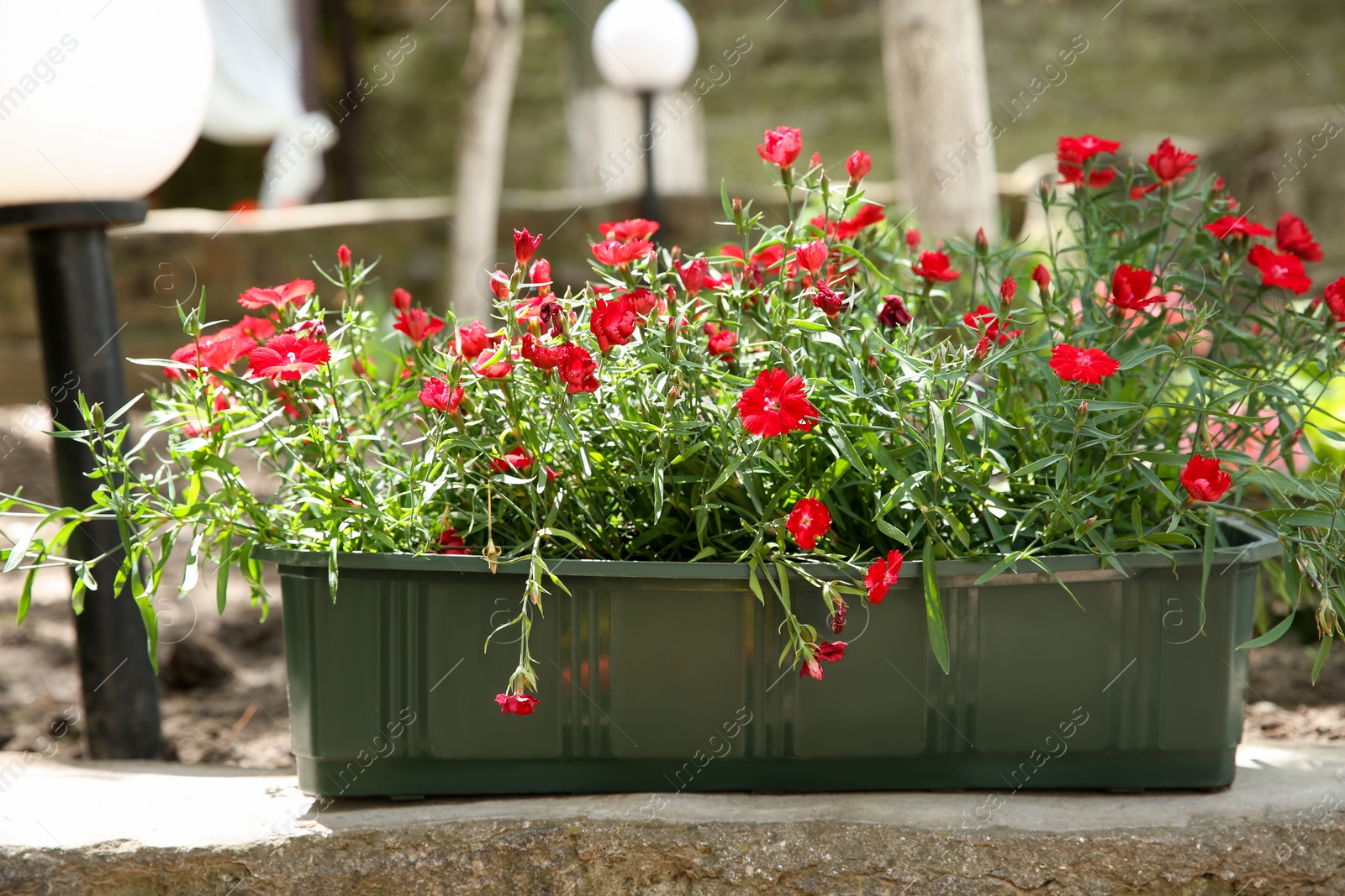 Photo of Beautiful red flowers in plant pot outdoors on sunny day