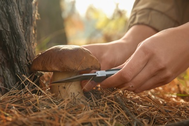 Photo of Woman cutting mushroom with knife in forest, closeup