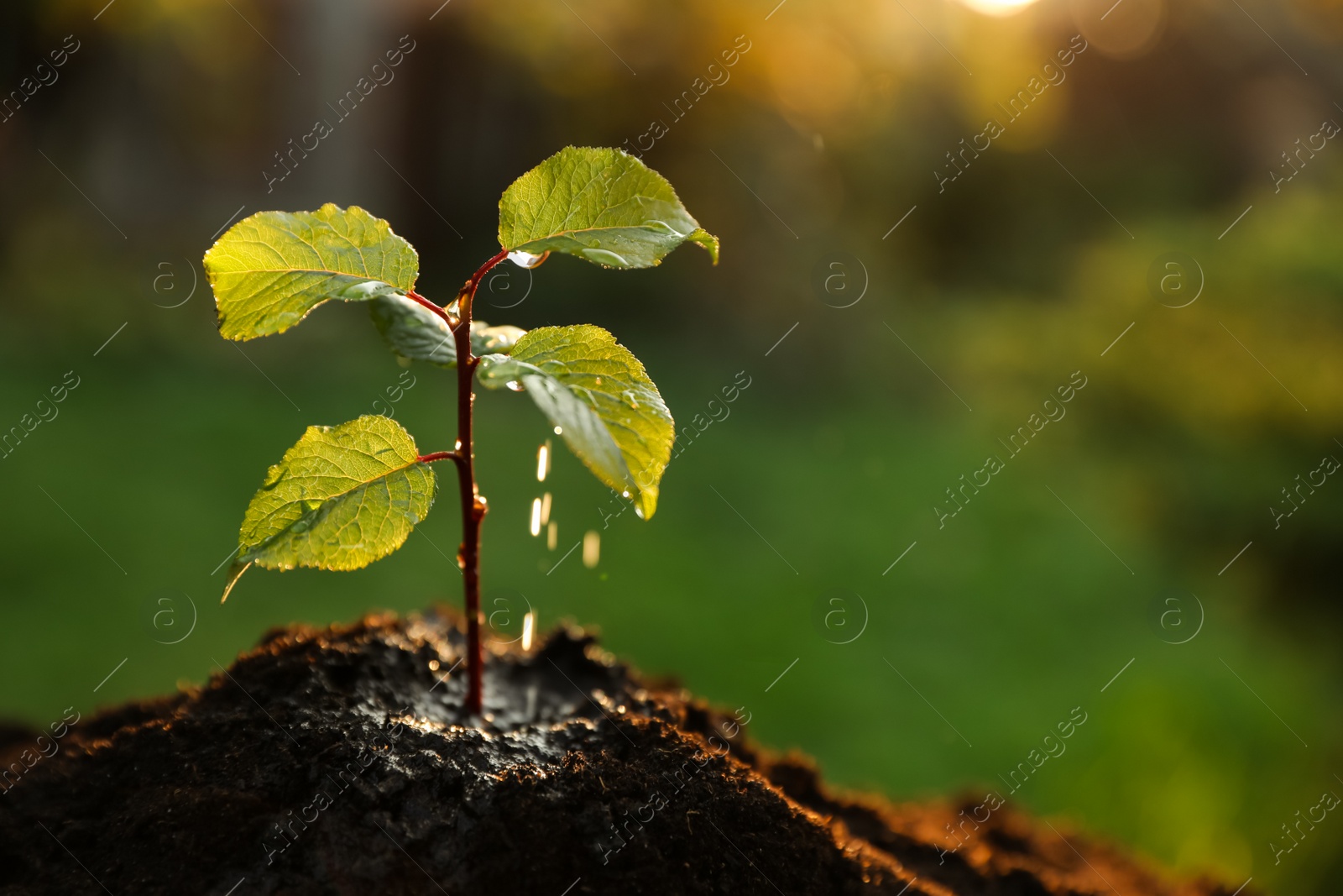 Photo of Wet seedling growing in fresh soil outdoors, closeup. Planting tree. Space for text