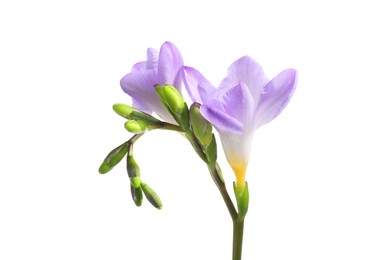 Photo of Beautiful violet freesia flower isolated on white