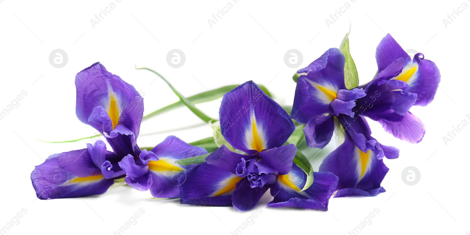 Photo of Beautiful violet iris flowers isolated on white