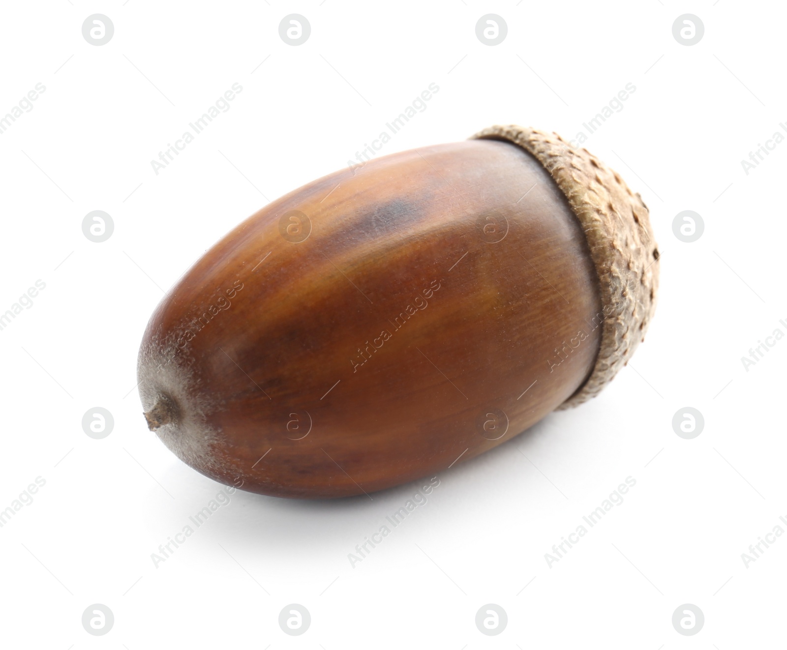 Photo of Beautiful brown acorn on white background. Oak nut