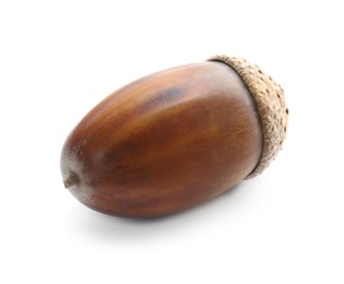 Photo of Beautiful brown acorn on white background. Oak nut