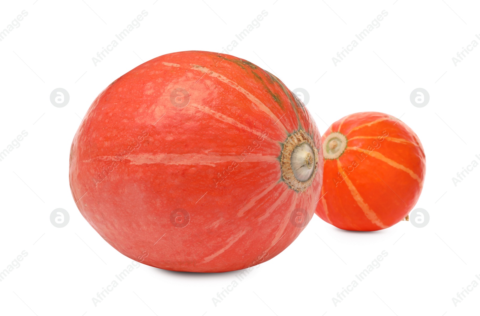 Photo of Two fresh orange pumpkins isolated on white