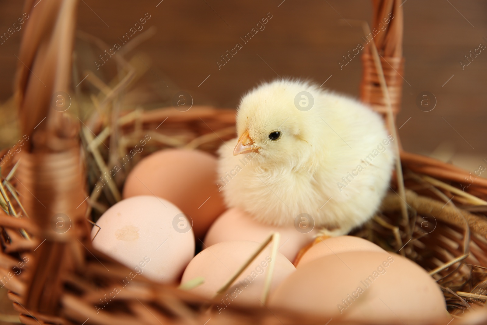 Photo of Cute chick and eggs in wicker basket on blurred background. Baby animal