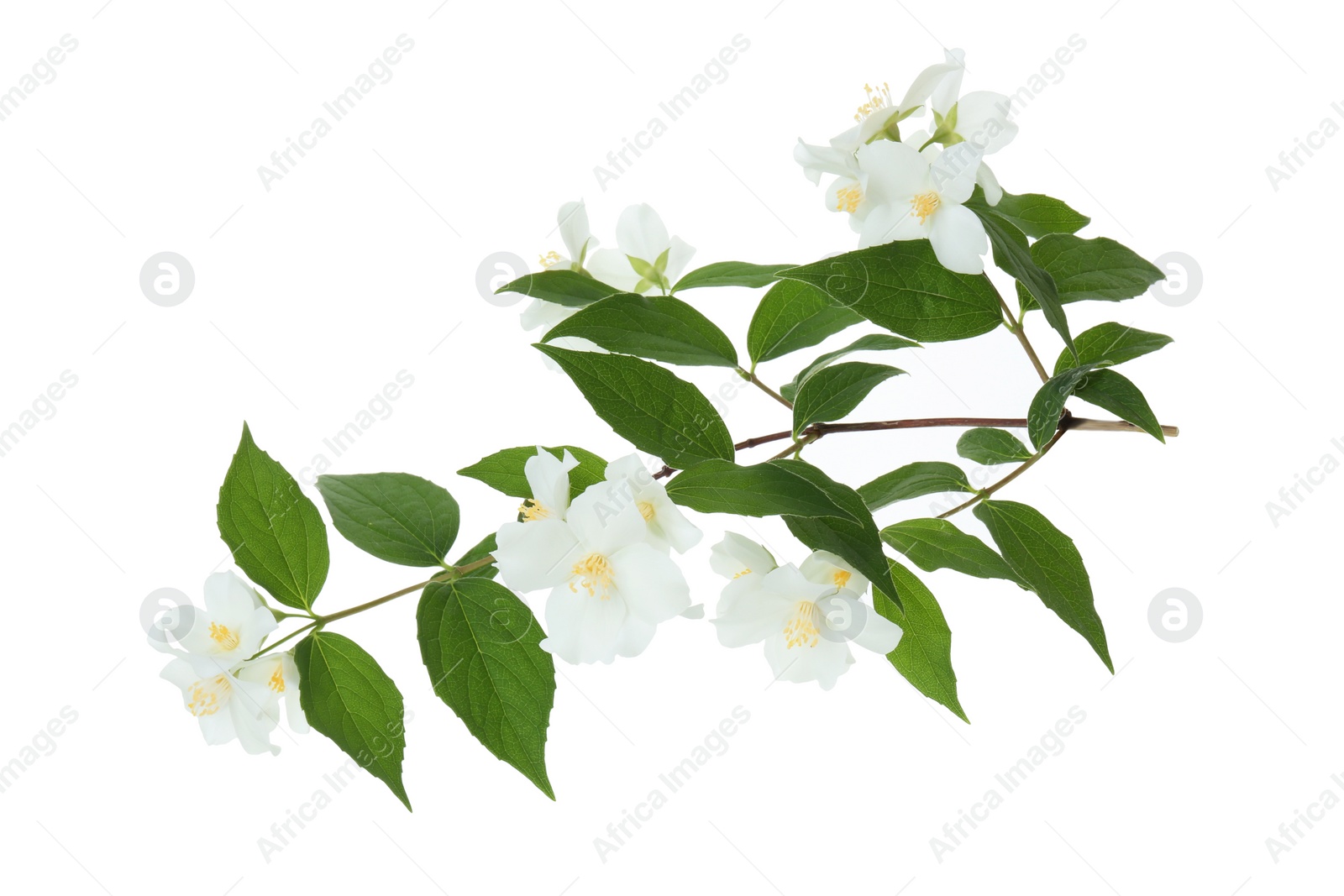 Photo of Branch of jasmine flowers and leaves isolated on white