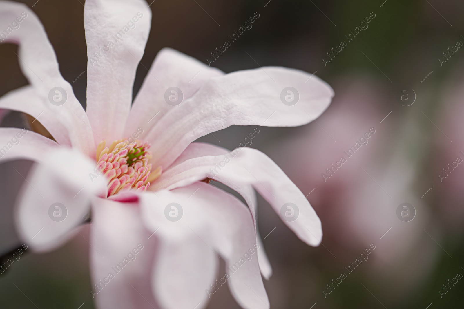 Photo of Beautiful blooming flower of magnolia tree on blurred background, closeup