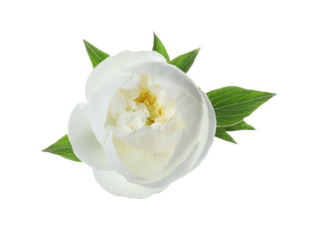 Beautiful blooming peony flower isolated on white