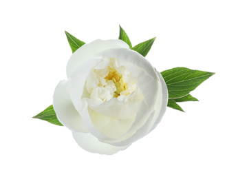 Photo of Beautiful blooming peony flower isolated on white