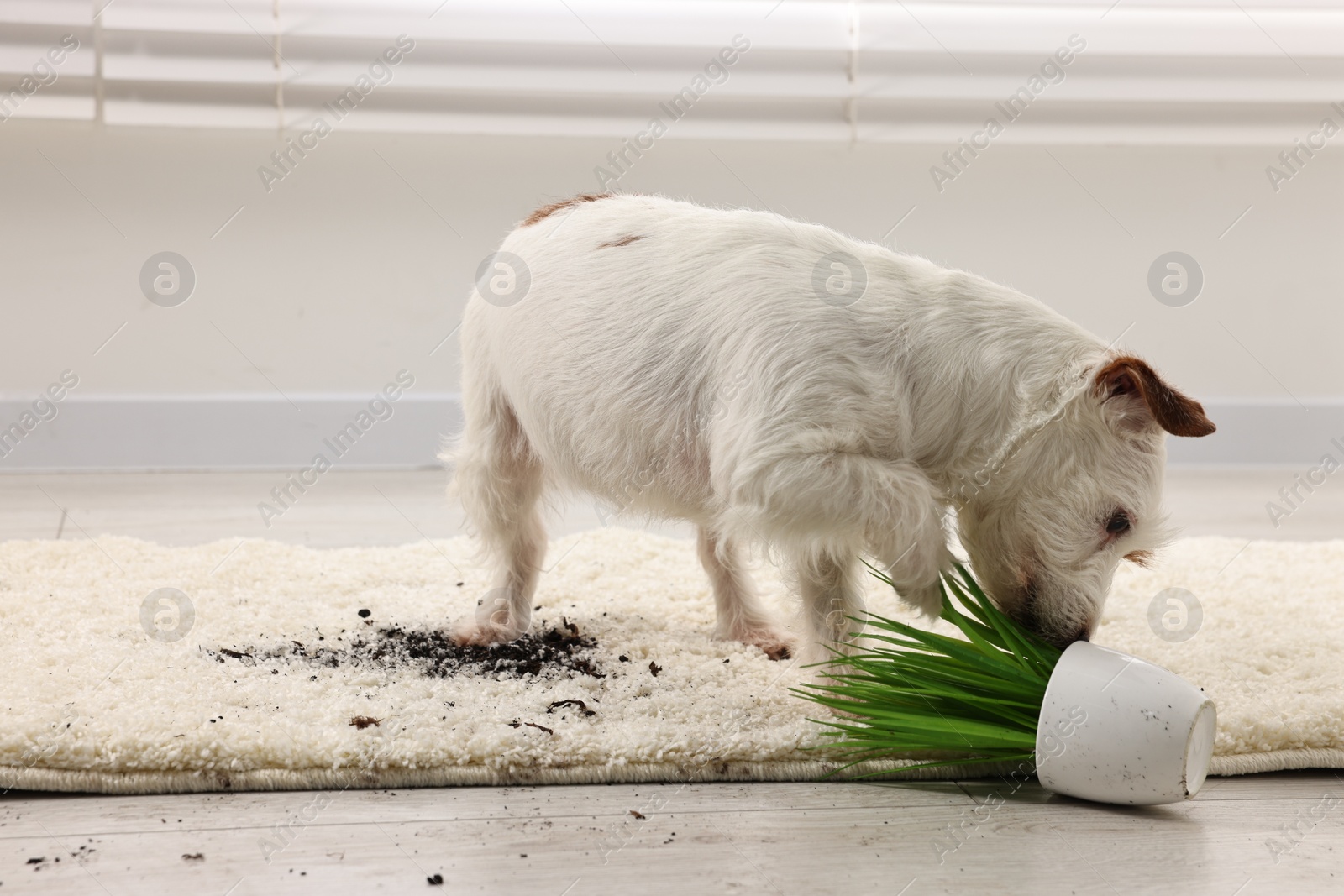 Photo of Cute dog near overturned houseplant on rug indoors