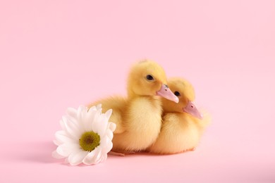 Photo of Baby animals. Cute fluffy ducklings sitting near flower on pink background