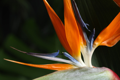 Photo of Bird of Paradise tropical flowers on blurred background, closeup