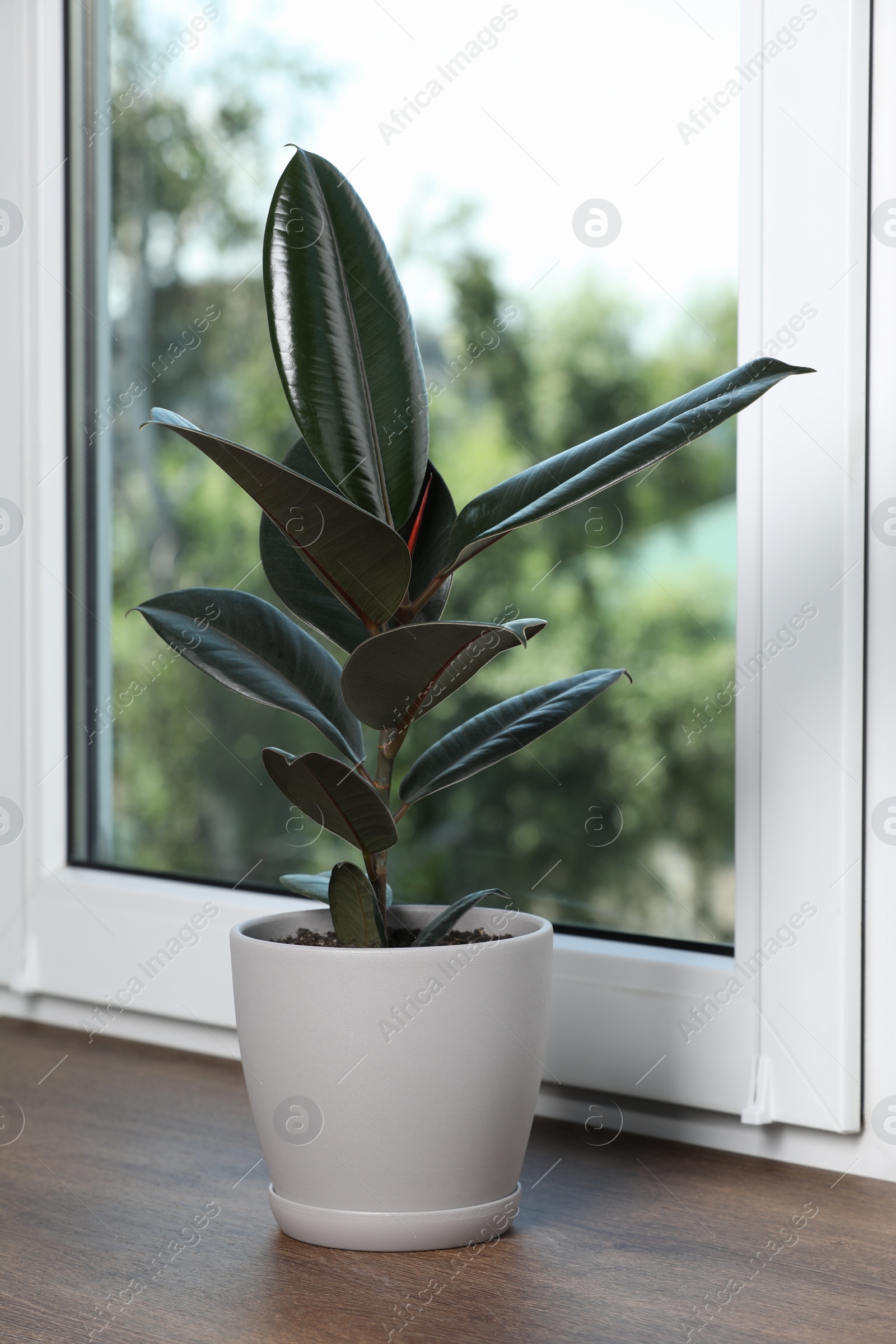 Photo of Beautiful potted houseplant on wooden window sill