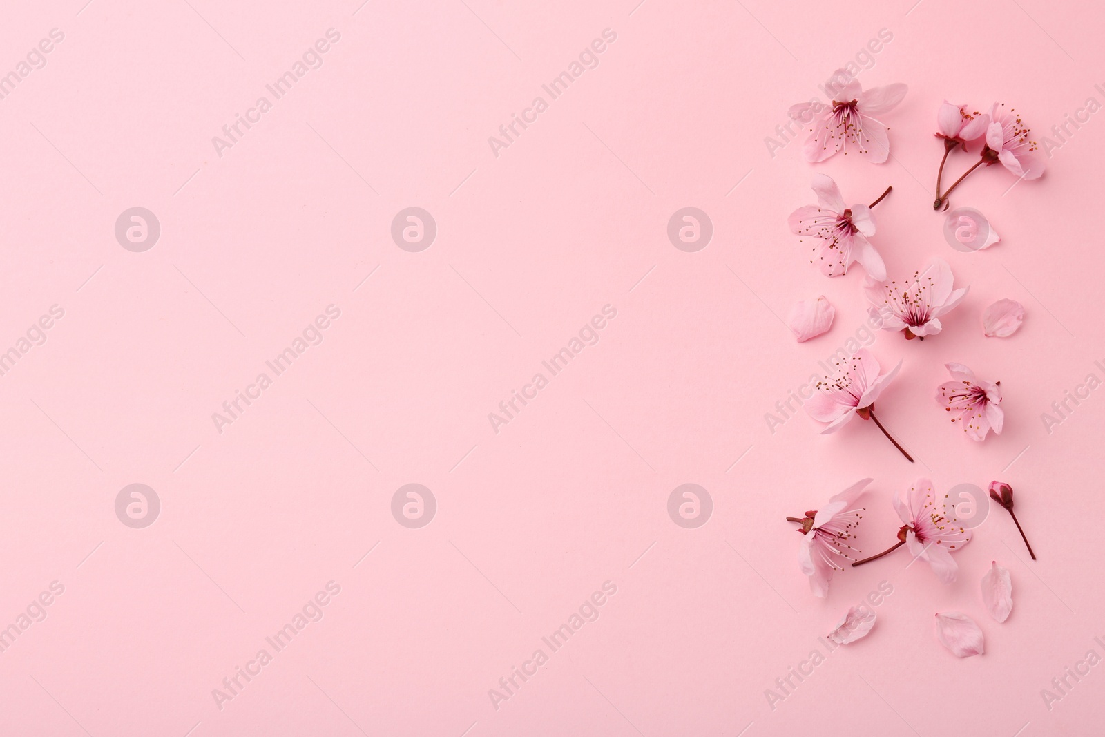 Photo of Beautiful spring tree blossoms and petals on pink background, flat lay. Space for text