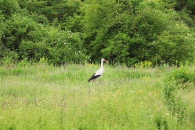 Photo of Beautiful stork in green meadow. Wild life