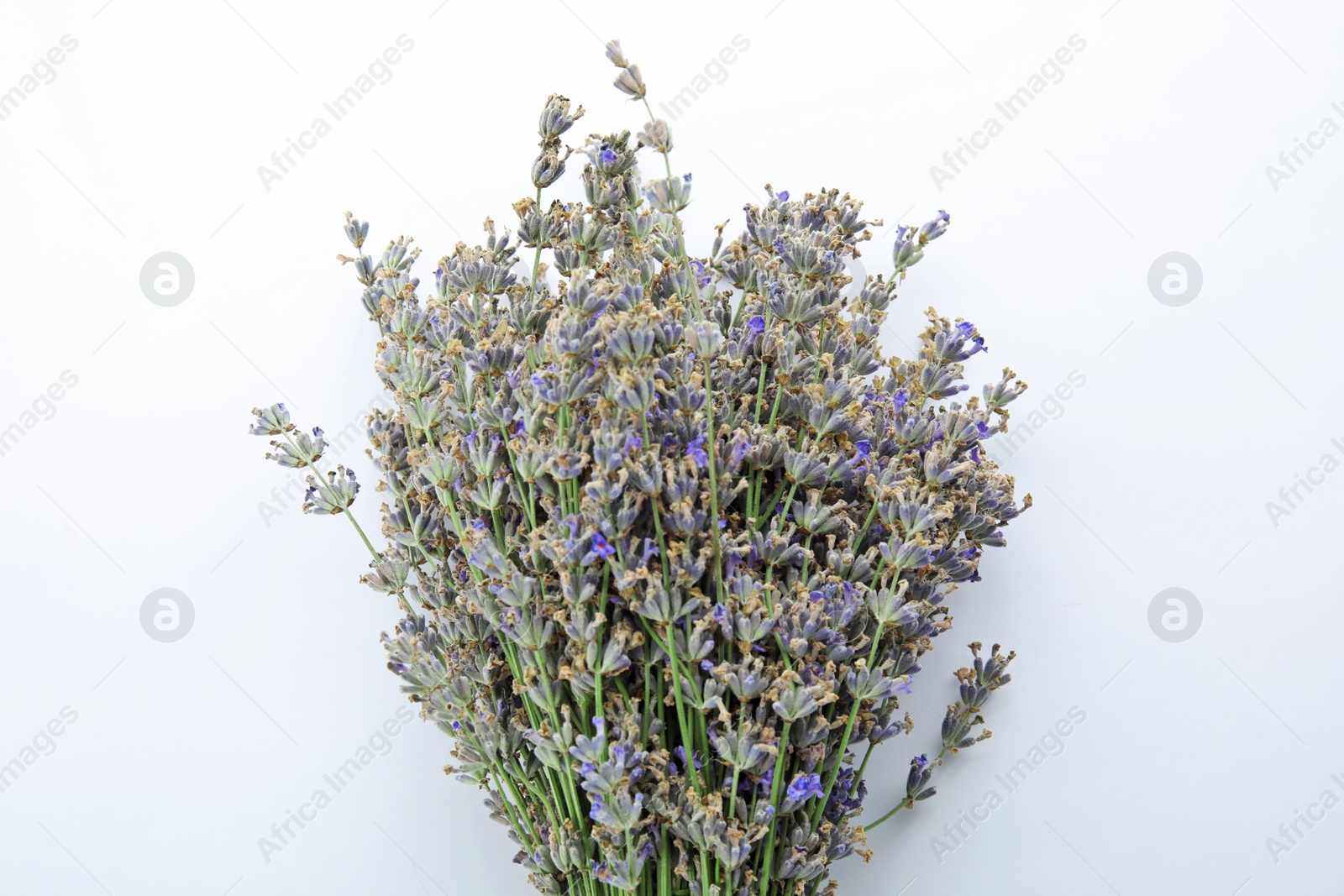 Photo of Beautiful blooming lavender flowers on white background