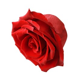 Photo of Beautiful fresh red rose isolated on white