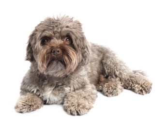 Cute Maltipoo dog lying on white background. Lovely pet