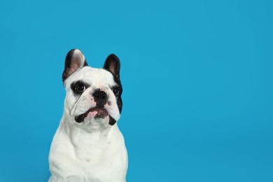 Photo of French bulldog on blue background. Space for text