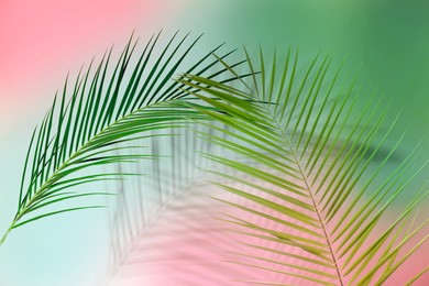 Image of Palm branches and shadows on color background. Summer party