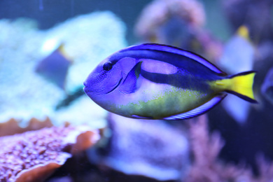 Photo of Beautiful tang fish swimming in clear aquarium