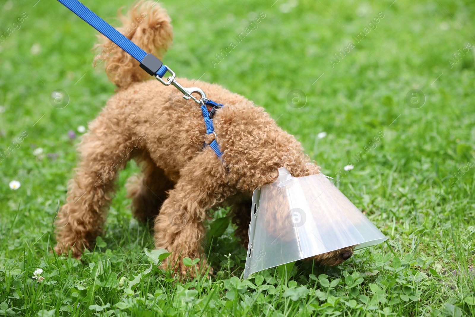 Photo of Cute Maltipoo dog with Elizabethan collar on green grass outdoors