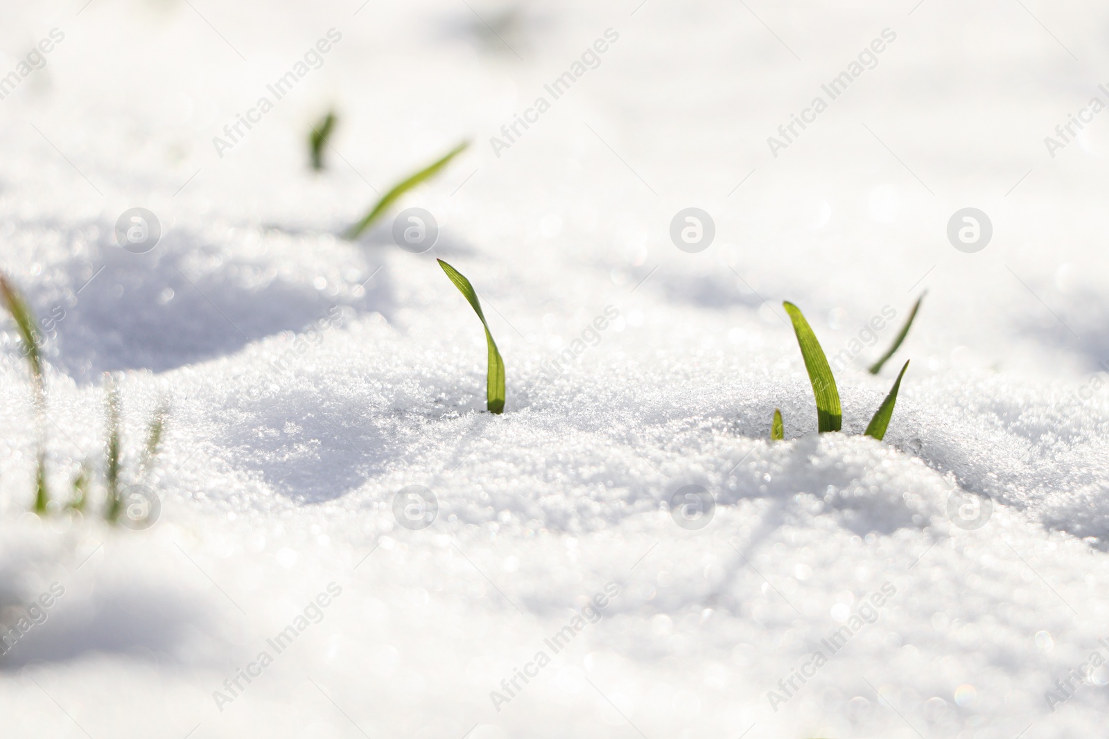 Photo of Green grass growing through snow on sunny day, closeup