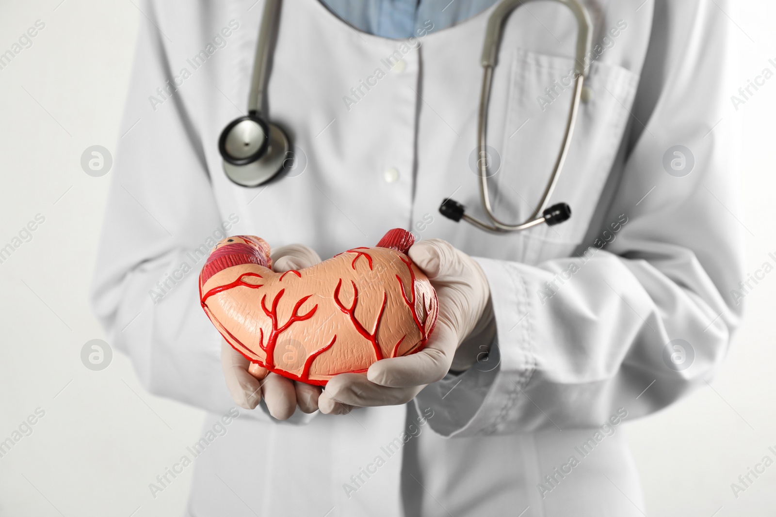 Photo of Gastroenterologist holding human stomach model on white background, closeup