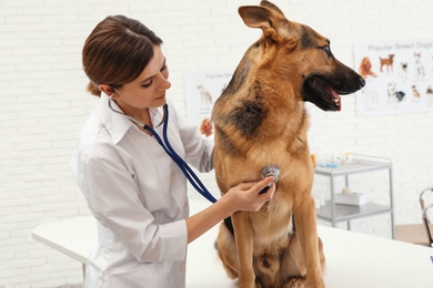 Photo of Professional veterinarian examining German Shepherd dog in clinic