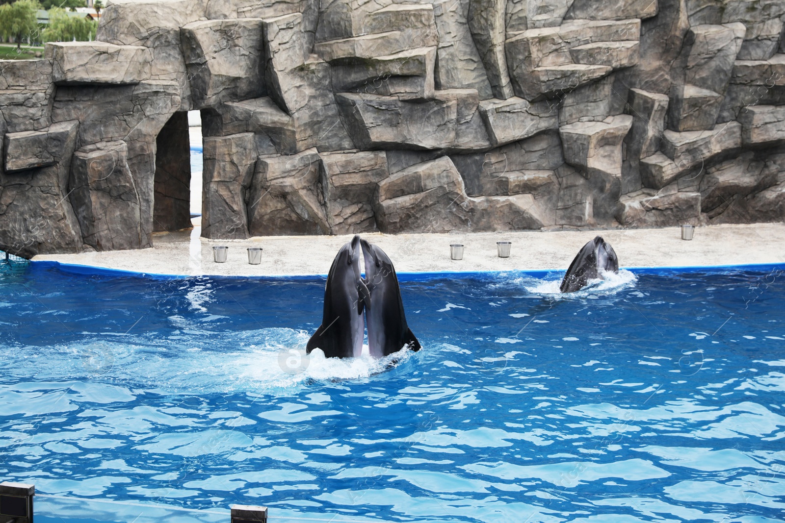 Photo of Dolphins swimming in pool at marine mammal park