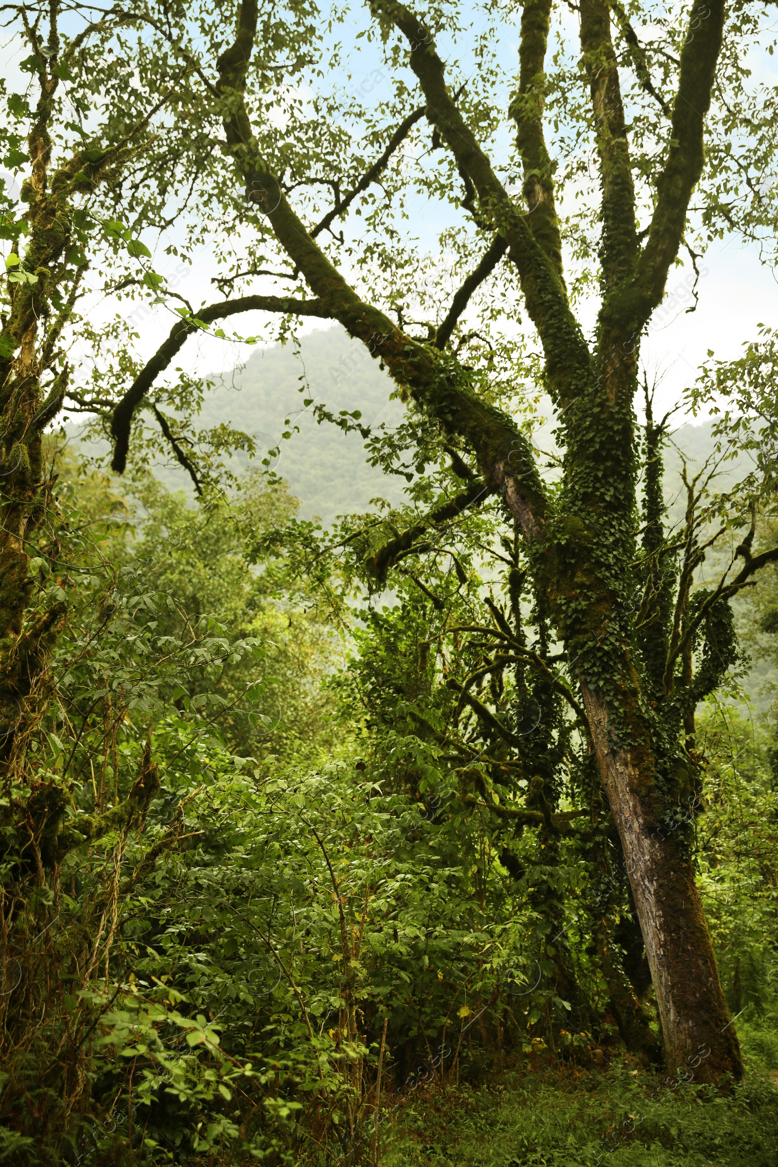 Photo of Beautiful green moss on old trees in forest