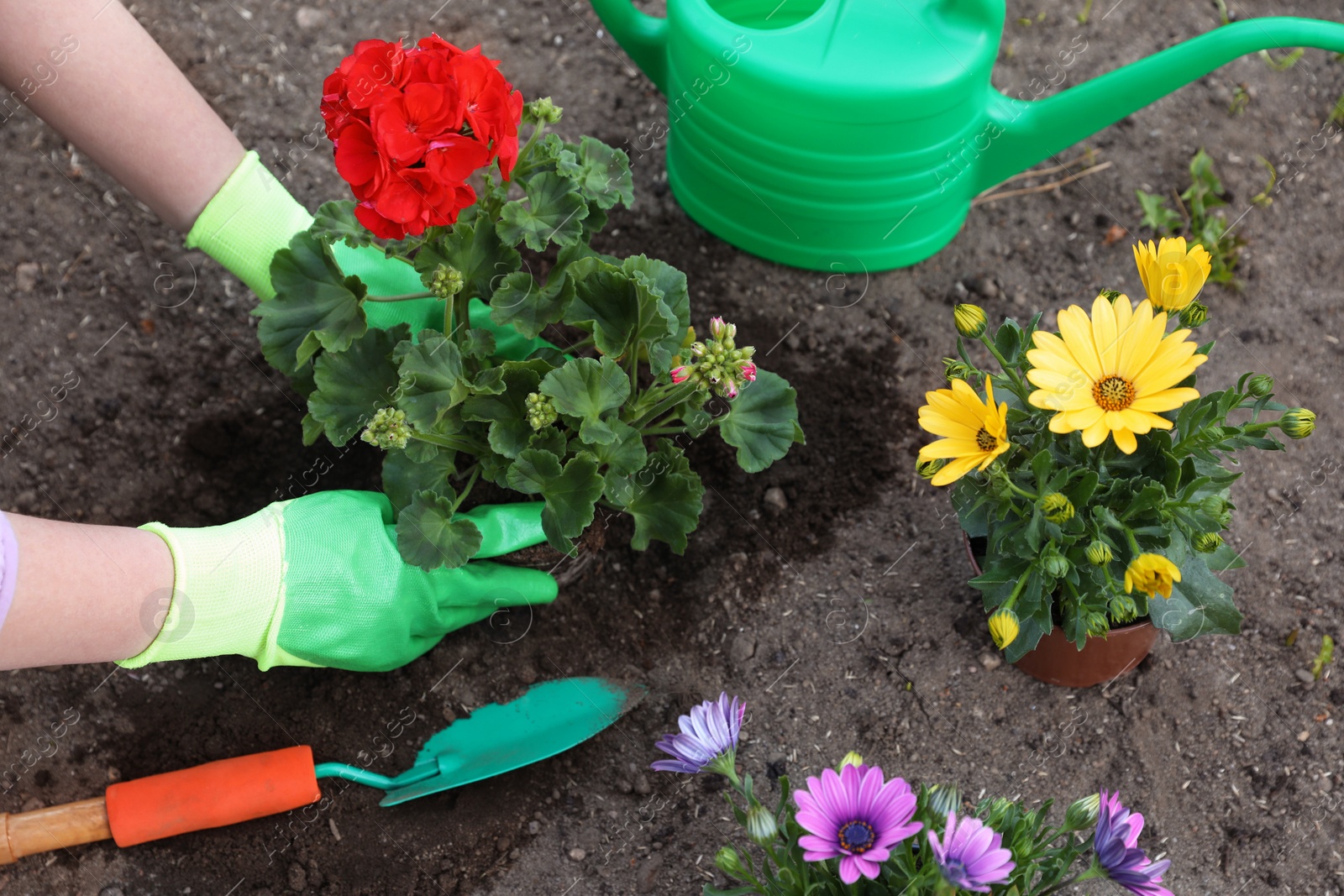 Photo of Woman in gardening gloves planting beautiful blooming flowers outdoors, closeup