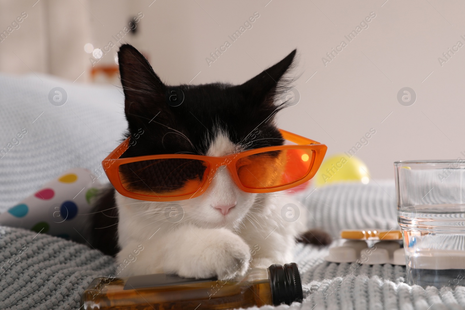 Photo of Cute cat with sunglasses and bottle of whiskey near hangover medicines on bed