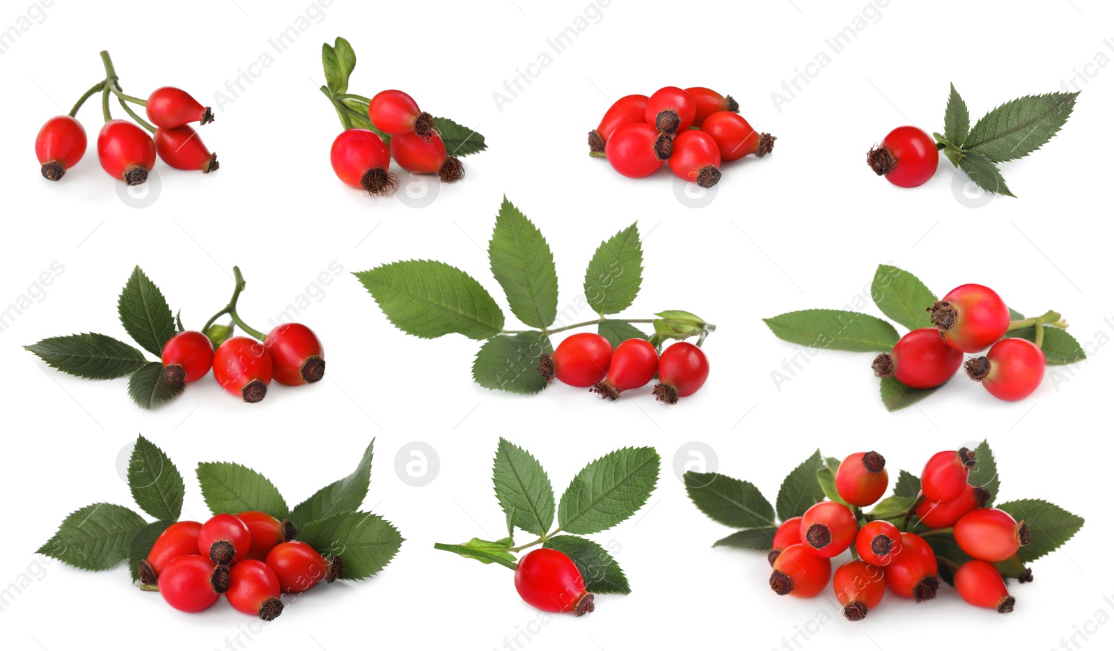 Image of Set with ripe rose hip berries on white background