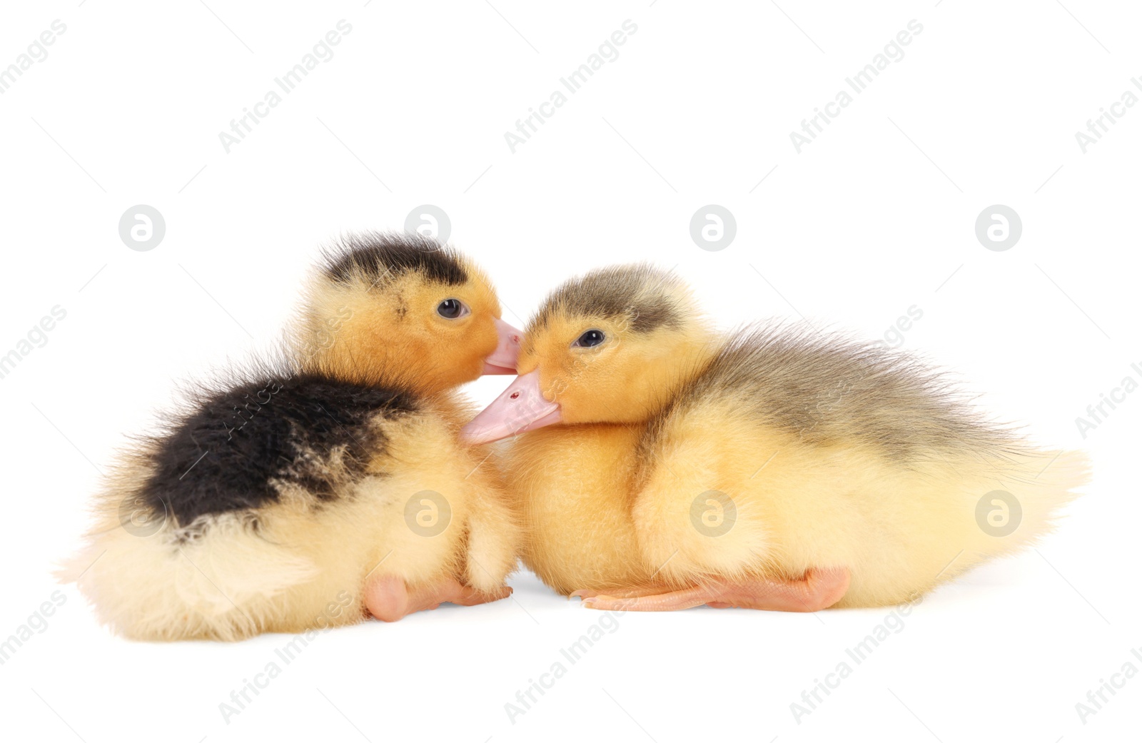 Photo of Baby animals. Cute fluffy ducklings on white background