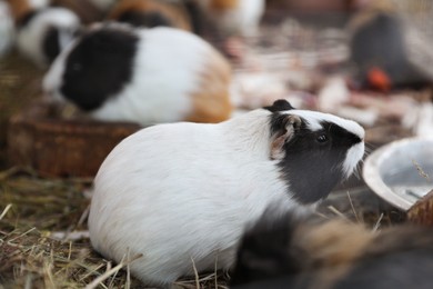 Photo of Cute fluffy guinea pigs on hay in zoo