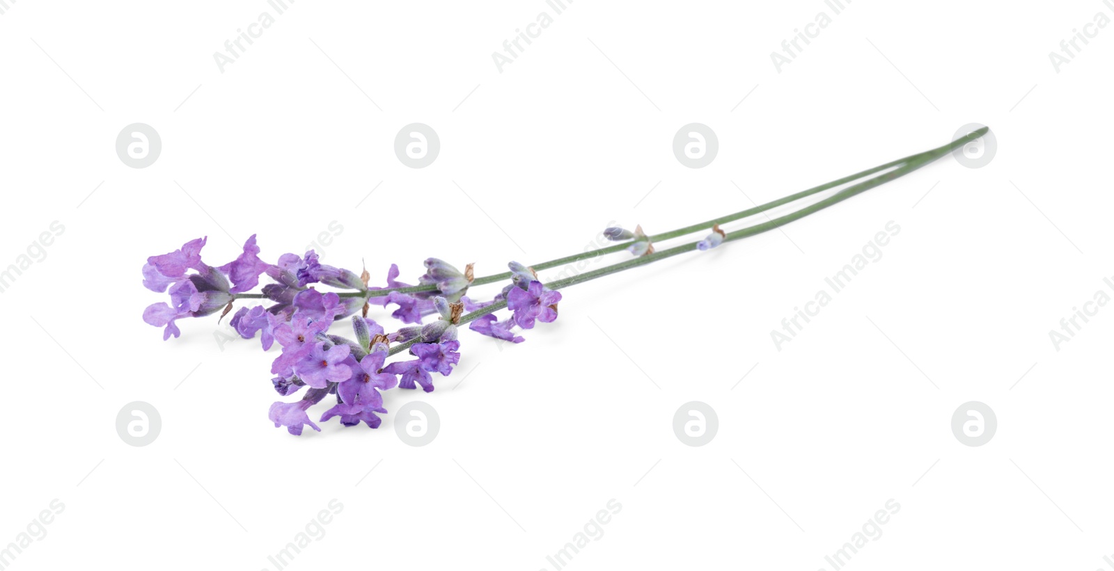 Photo of Beautiful aromatic lavender flowers isolated on white