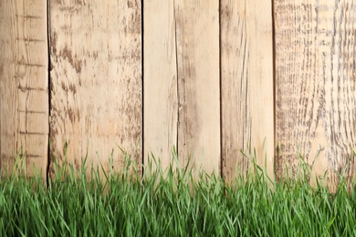 Photo of Fresh green grass near wooden fence. Space for text