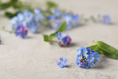Photo of Beautiful Forget-me-not flowers on grey table. Space for text