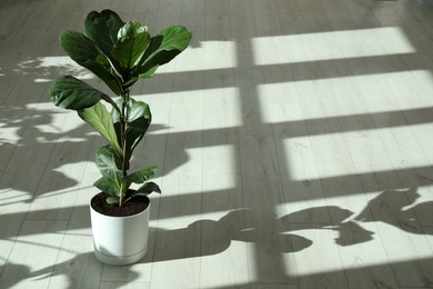 Photo of Fiddle Fig or Ficus Lyrata plant with green leaves indoors. Space for text