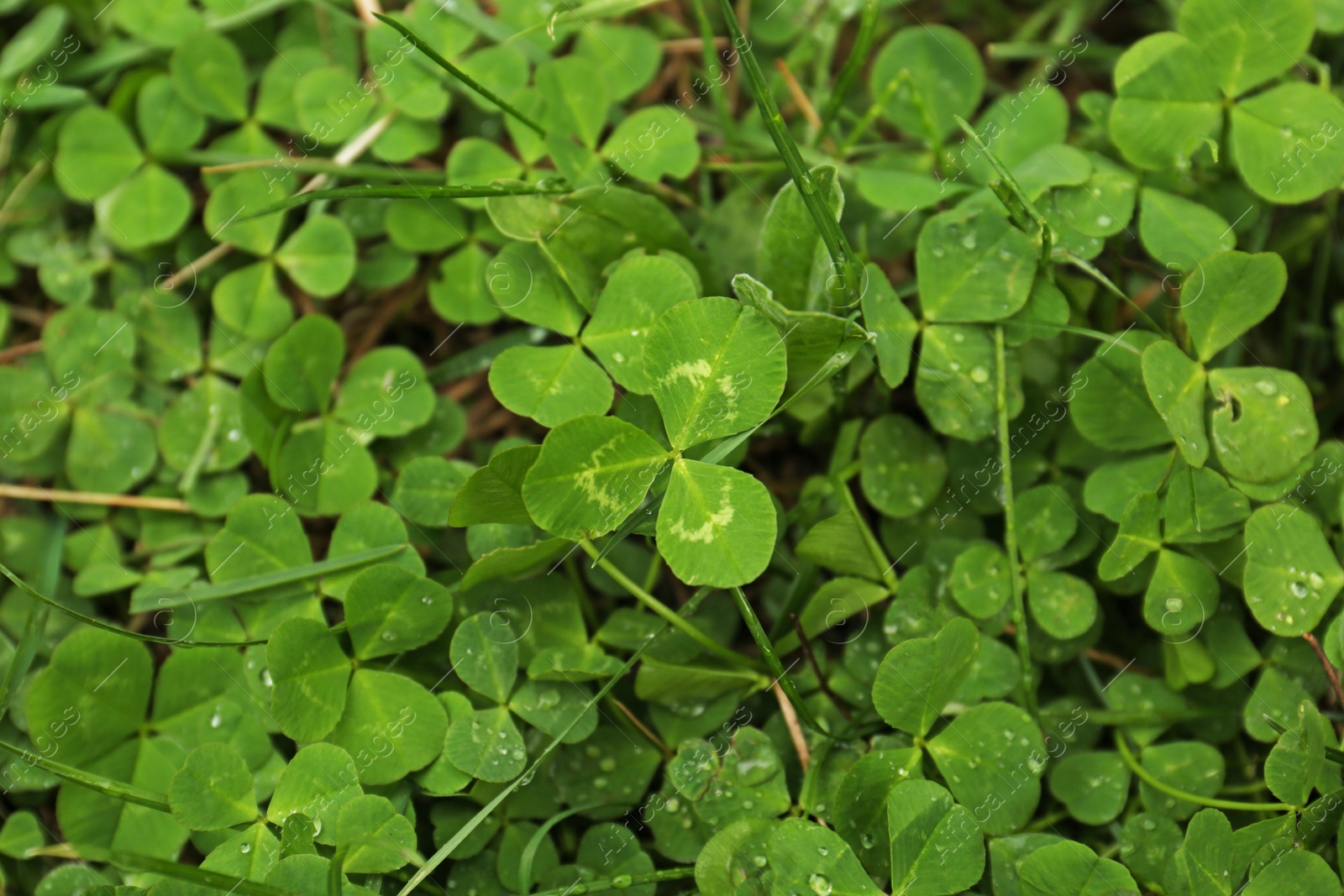 Photo of Beautiful green clover leaves and grass with water drops, top view