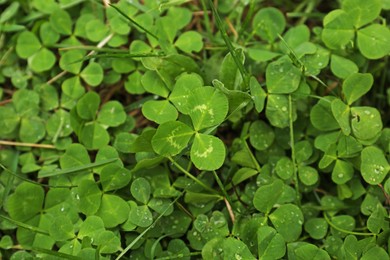 Photo of Beautiful green clover leaves and grass with water drops, top view