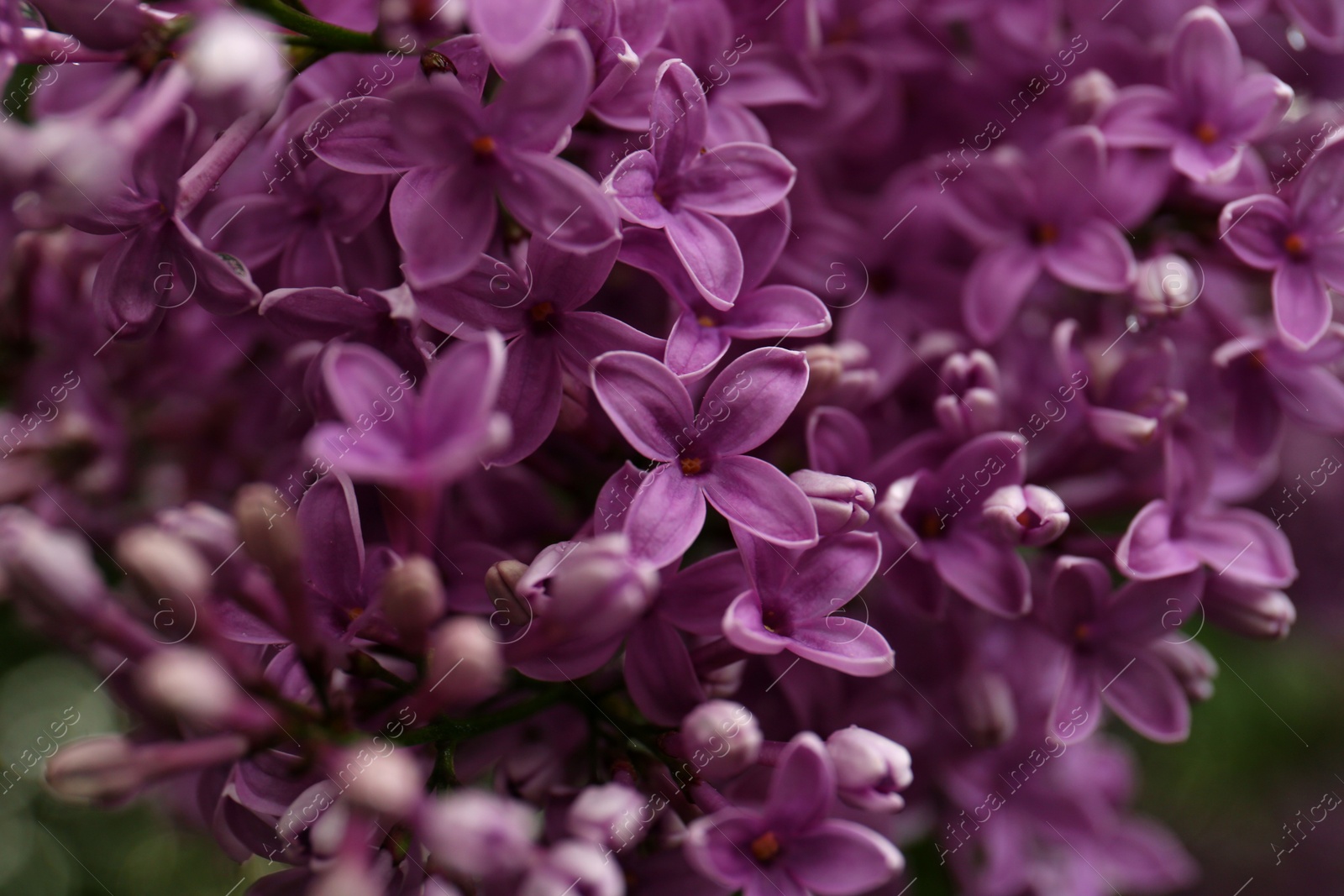 Photo of Beautiful blossoming lilac as background, closeup view