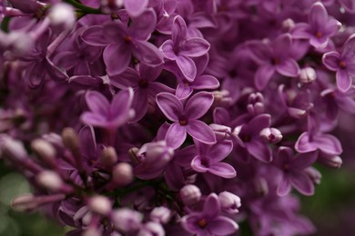Photo of Beautiful blossoming lilac as background, closeup view