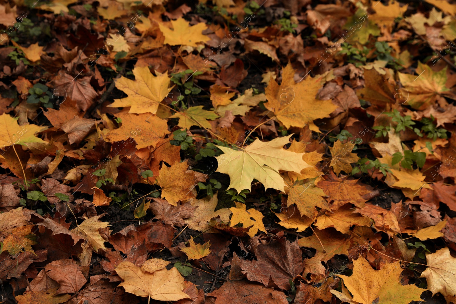 Photo of Beautiful view of dry autumn leaves in forest on autumn day