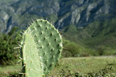 Photo of Beautiful view of cactus with thorns against mountains, closeup. Space for text